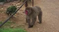 Large Japanese Macaque Monkey Walk To Pond For Drink HD HD Footage