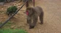Large Japanese Macaque Monkey Walk To Pond For Drink 4K 4k or 4k+ Resolution