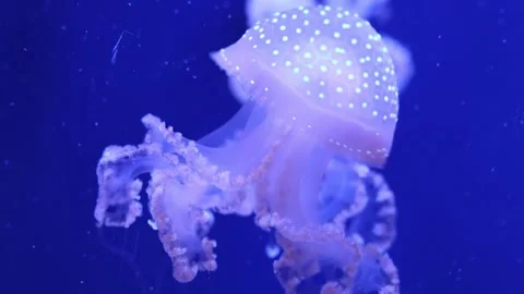 Large jellyfish drift effortlessly in an aquarium filled with illuminating blue  Stock Footage 310447554