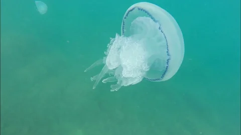 Large jellyfish floating rhythmically in the sea water. Invertebrate animals. Stock Footage 70804994