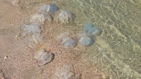 Large jellyfish near the shore are swaying by the sea wave. Stock Footage 166320373