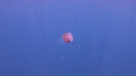 Large jellyfish in open water Stock Footage 47862172