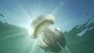 Large Jellyfish Swim In The Blue Sea Lit By Sunlight Spectacular In Slowy Stock Footage