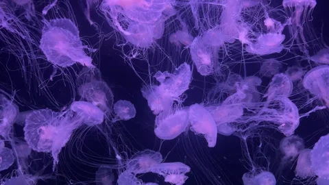 A large jellyfish swims elegantly through clear water in an aquarium. Its tentac Stock Footage 310447542