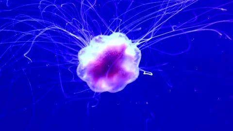 A large jellyfish with tentacles and thin stings floats smoothly in blue water Stock Footage 337427125