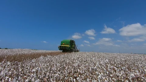 Large John Deere six row Baler Cotton picker working in a Cotton field Stock Footage 95925251
