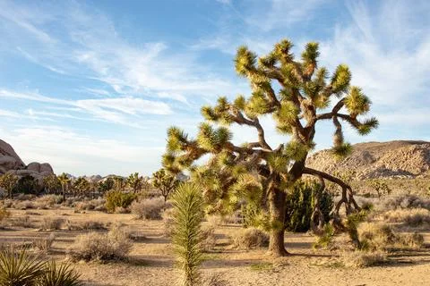 Large Joshua Tree Stock Photos