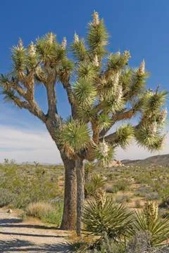 Large Joshua Tree in Spring Bloom Stockfoto's