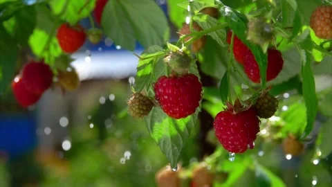 Large juicy raspberry with raindrops falling on it Stock Footage 256928881