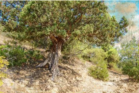 A large juniper tree next to a mountain trail. The sun's rays illuminate the  Stock Illustration