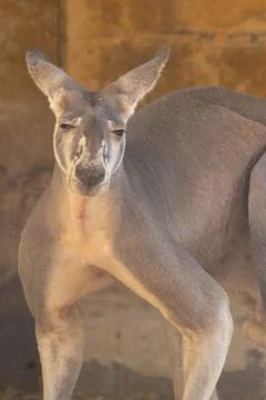 Large kangaroo grazing on the grass Stock Photos