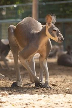 Large kangaroo grazing on the grass Stock Photos