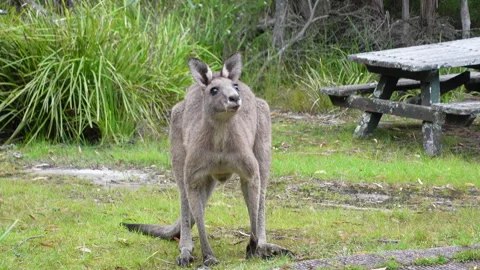 Large Kangaroo Looking at Camera While Foraging at Campground Stock Footage 329348394