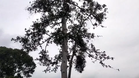 A large kapok tree under the dim clouds Stock Footage 327692332