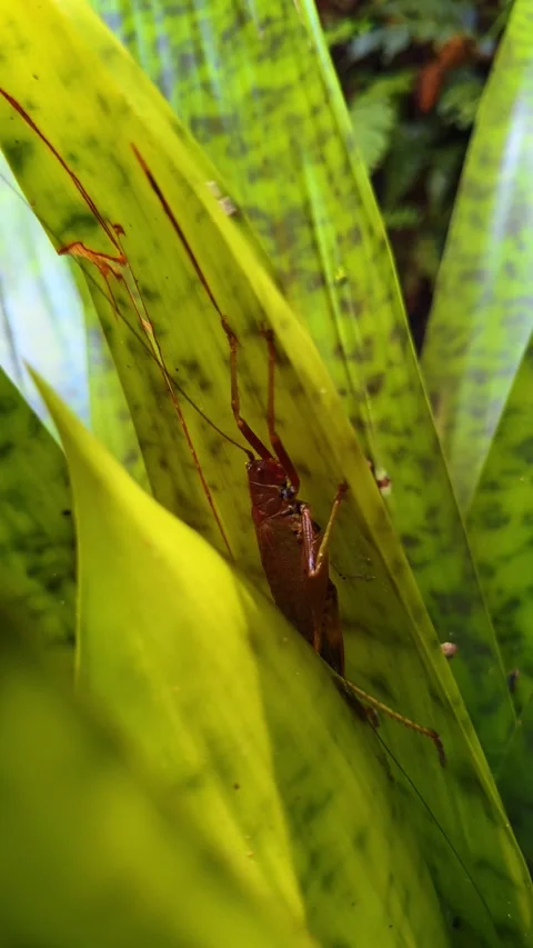 Large katydid insect camouflaged on bromeliad leaf macro Stock Footage 331853740