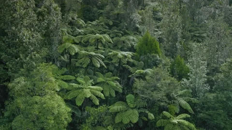 Large kauri tree and rainforest of the coromandel ranges, New Zealand Stock Footage 188355090