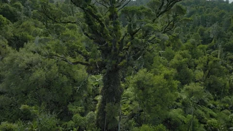 Large kauri tree and rainforest of the coromandel ranges, New Zealand Stock Footage 188355597