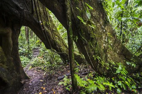 Large Kaypok tree in the Amazon Rainforest, Coca, Ecuador, South America Stock Photos