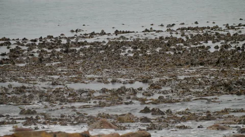 Large kelp forest resting on the water surface, moving with the tide. UHD50p Stock Footage 250098418