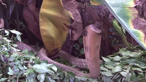 Large King Cobra standing up and showing hood in rainforest setting close up Stock Footage 118256984