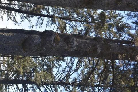 Large knots on pine tree Stock Photos