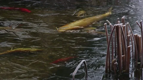 Large Koi Carp - Cyprinus rubrofuscus - swimming below a frozen pond. Stock Footage 169047722