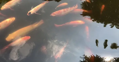 Large koi carp, kohaku or Japanese Koi Kohaku Fish. swimming in fishing pond. Stock Footage 113767518