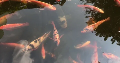 Large koi carp, kohaku or Japanese Koi Kohaku Fish in fishing pond. Stock Footage 113767594