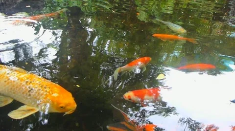 Large Koi Fish Pond 2 Stock Footage 10829191