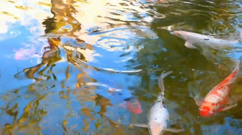 Large Koi Fish Pond Video stock 36722965