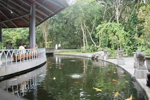 Large Koi Pond Outside Main Pavilion Monkey Forest Sanctuary Ubud Bali Indonesia Stock Photos