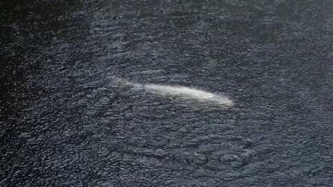 Large Koi Swims Alone In Rain Storm, Slow Motion Stock Footage 73527162