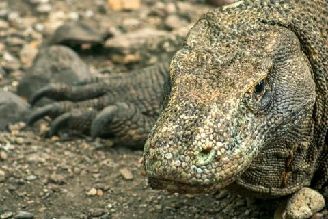 Large Komodo Dragon Stock Photos