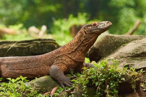 A large Komodo dragon Stock Photos