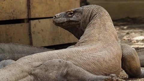 Large komodo dragon resting Stock Footage 130238800