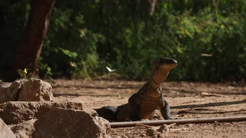 Large Komodo dragon sitting still and observing the environment Stock-Footage 331091071