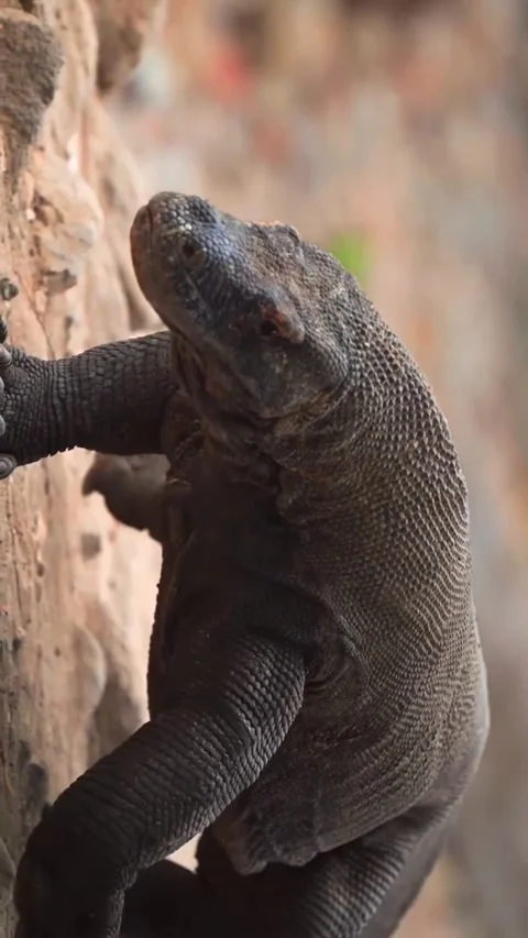 Large komodo dragon in the wild Stock Footage 326919401