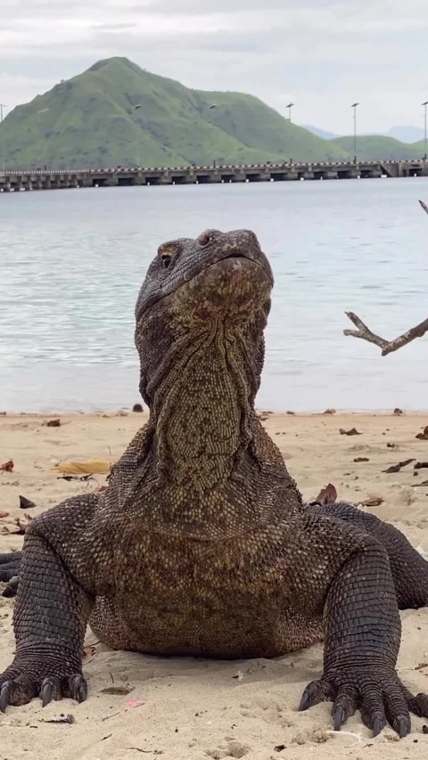 Large komodo dragon in the wild Vidéo 330195367