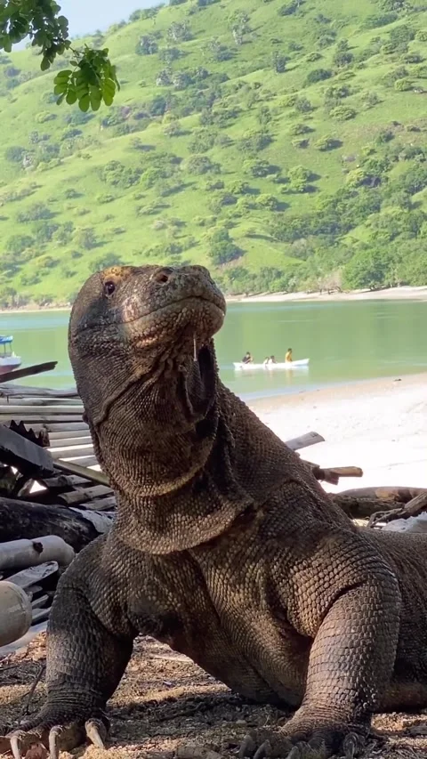 Large komodo dragon in the wild Vídeo Stock 330195396