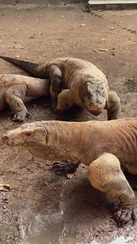 Large komodo dragon in the wild 库存影片 330195397