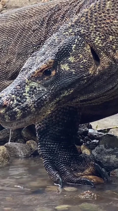 Large komodo dragon in the wild 库存影片 330195423