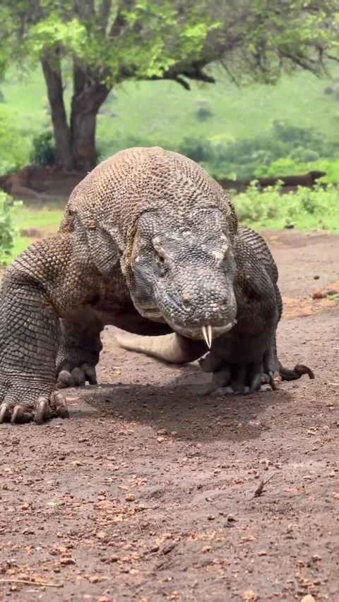 Large komodo dragon in the wild 스톡 동영상 331858744