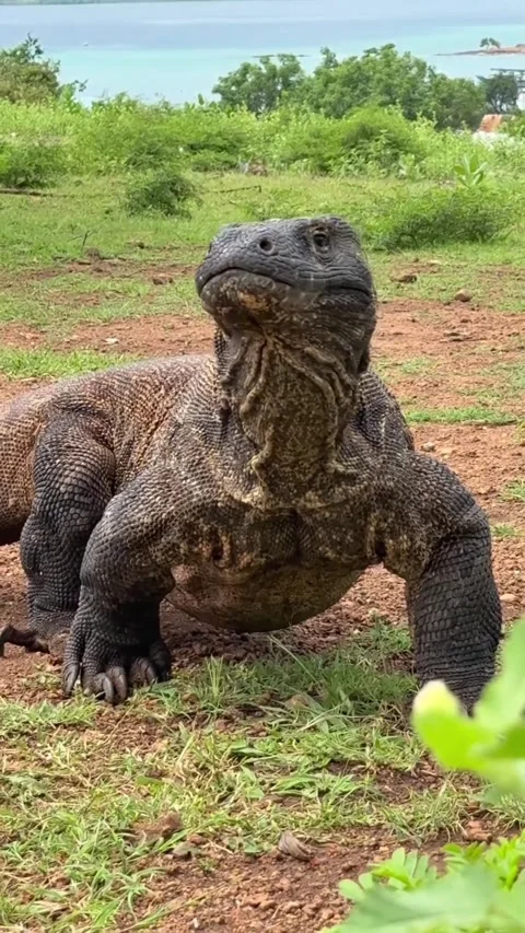 Large komodo dragon in the wild Stock Footage 331858777