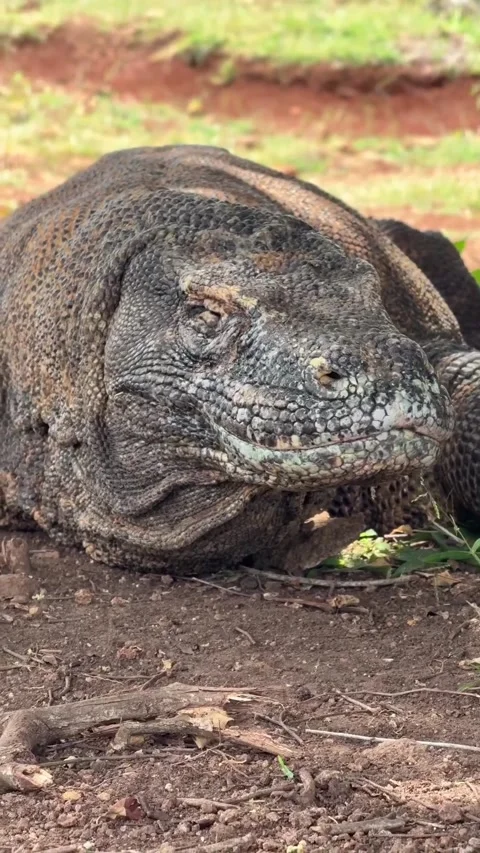 Large komodo dragon in the wild 库存影片 331858790