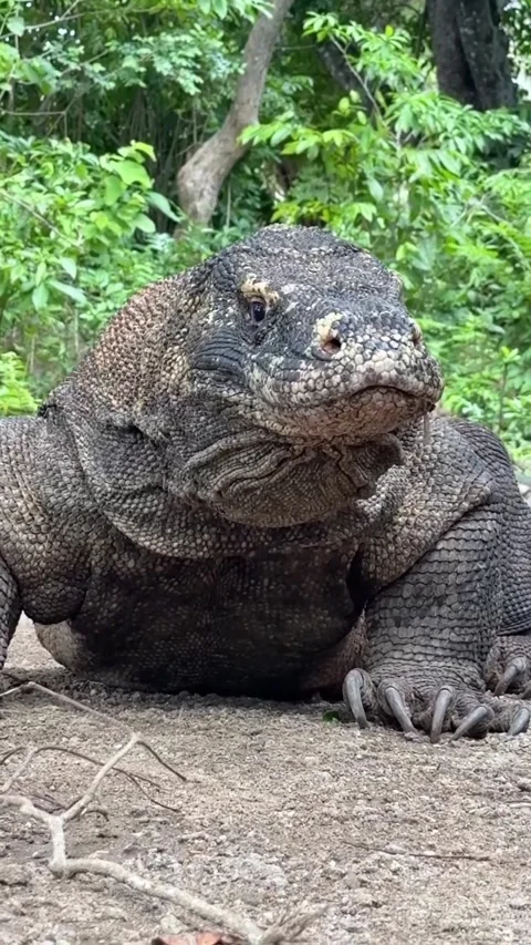 Large komodo dragon in the wild Video stock 331858792