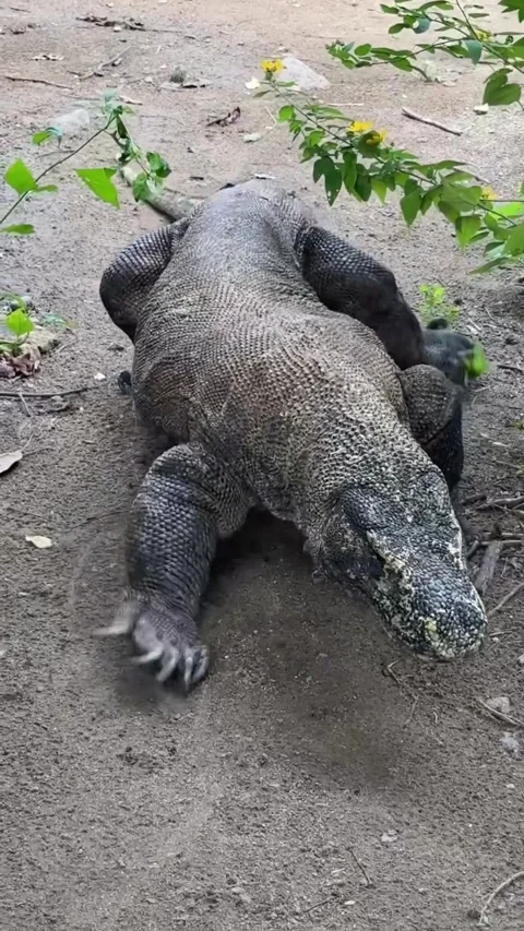 Large komodo dragon in the wild 스톡 동영상 331858800