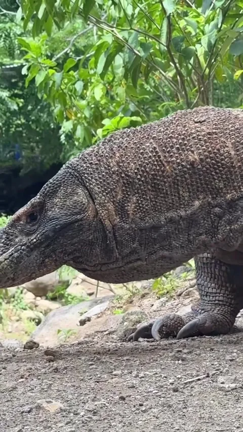 Large komodo dragon in the wild Stock Footage 331858853
