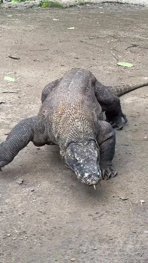Large komodo dragon in the wild Vídeo Stock 331858858