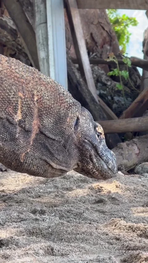 Large komodo dragon in the wild Stockbeeldmateriaal 331858862