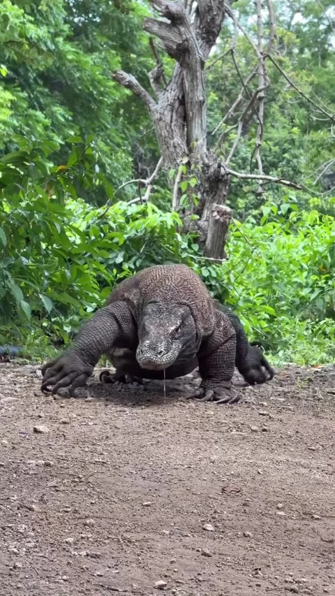 Large komodo dragon in the wild 스톡 동영상 331858870